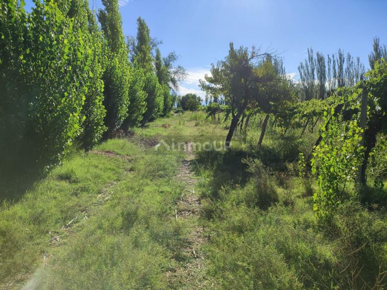Finca en Venta en Lavalle, Mendoza - USD 45.000 | Inmoup - 9