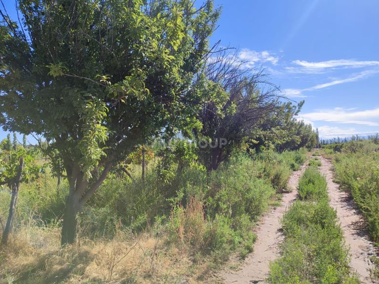 Finca en Venta en Lavalle, Mendoza - USD 45.000 | Inmoup - 8