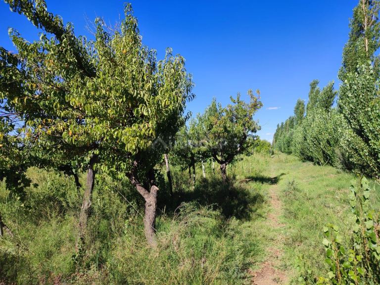 Finca en Venta en Lavalle, Mendoza - USD 45.000 | Inmoup - 7