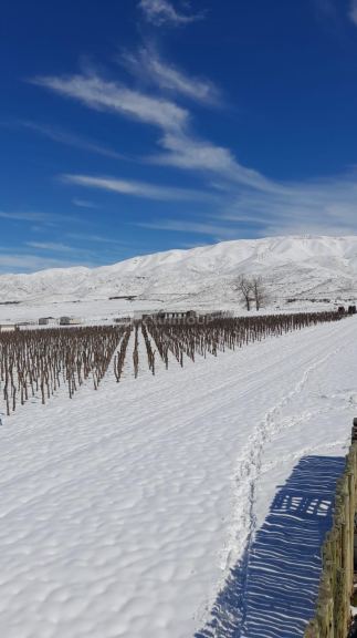 Viñedo en Venta en Lujan de Cuyo, Mendoza - USD 100.000 | Inmoup - 15