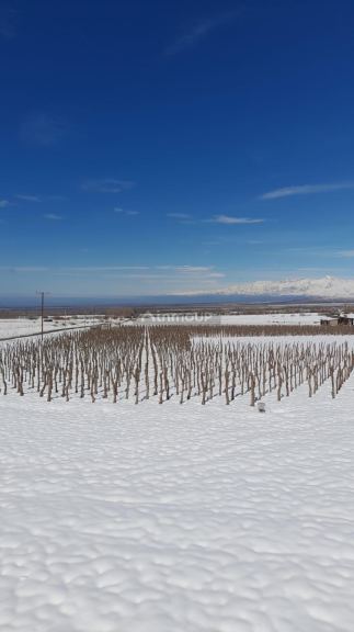 Viñedo en Venta en Lujan de Cuyo, Mendoza - USD 100.000 | Inmoup - 13