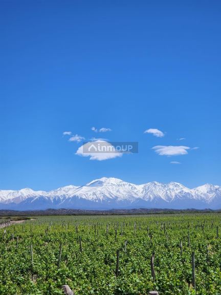 Viñedo en Venta en Lujan de Cuyo, Mendoza - USD 100.000 | Inmoup - 6
