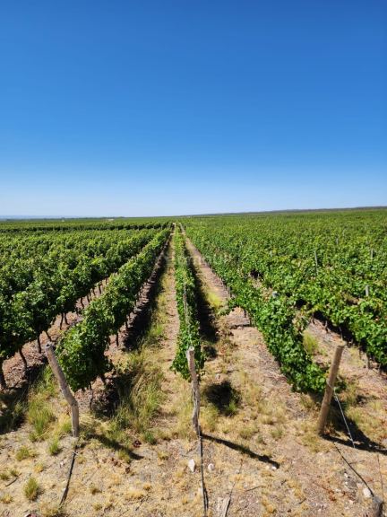 Viñedo en Venta en Lujan de Cuyo, Mendoza - USD 100.000 | Inmoup - 11