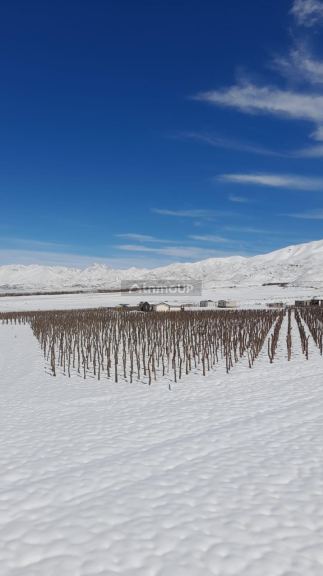 Viñedo en Venta en Lujan de Cuyo, Mendoza - USD 100.000 | Inmoup - 14