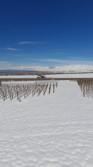 Viñedo en Venta en Lujan de Cuyo, Mendoza - USD 100.000 | Inmoup - 12