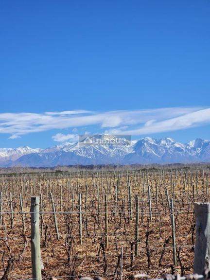 Lujan de Cuyo Alto Agrelo