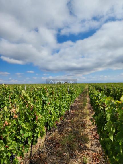 Viñedo en Venta en Lujan de Cuyo, Mendoza - USD 100.000 | Inmoup - 9