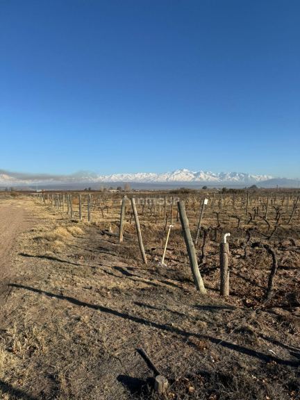 Viñedo en Venta en Lujan de Cuyo, Mendoza - USD 100.000 | Inmoup - 8
