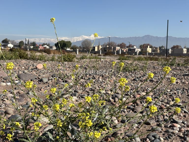 Lote en Venta en Lujan de Cuyo, Mendoza