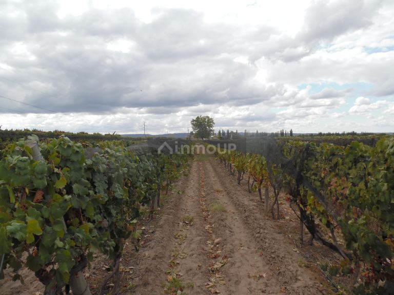 Finca en Venta en Tupungato, Mendoza