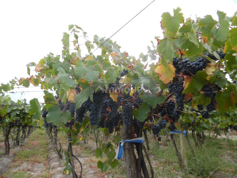 Finca en Venta en Tupungato, Mendoza