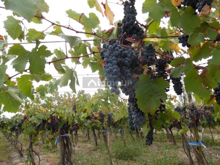 Finca en Venta en Tupungato, Mendoza