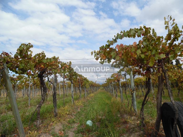 Finca en Venta en Tupungato, Mendoza