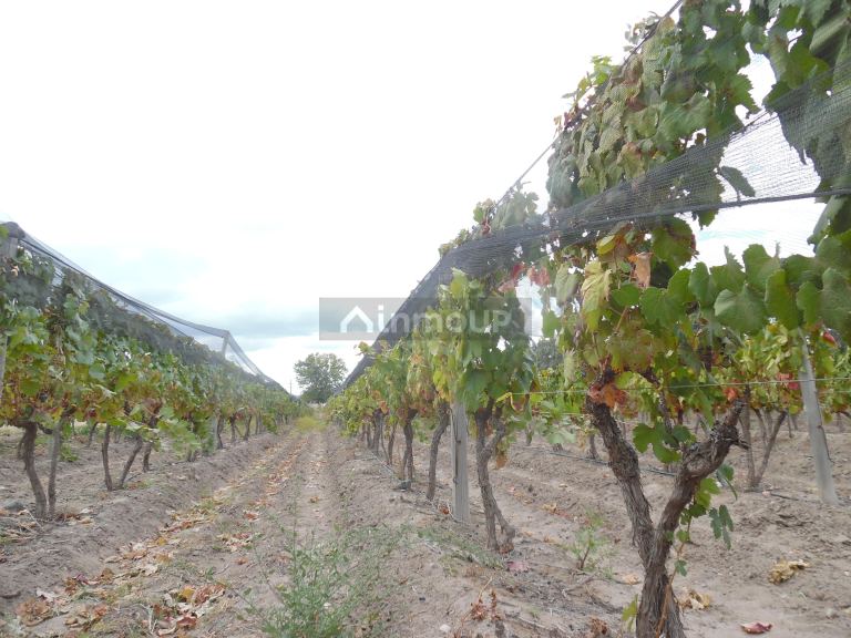 Finca en Venta en Tupungato, Mendoza