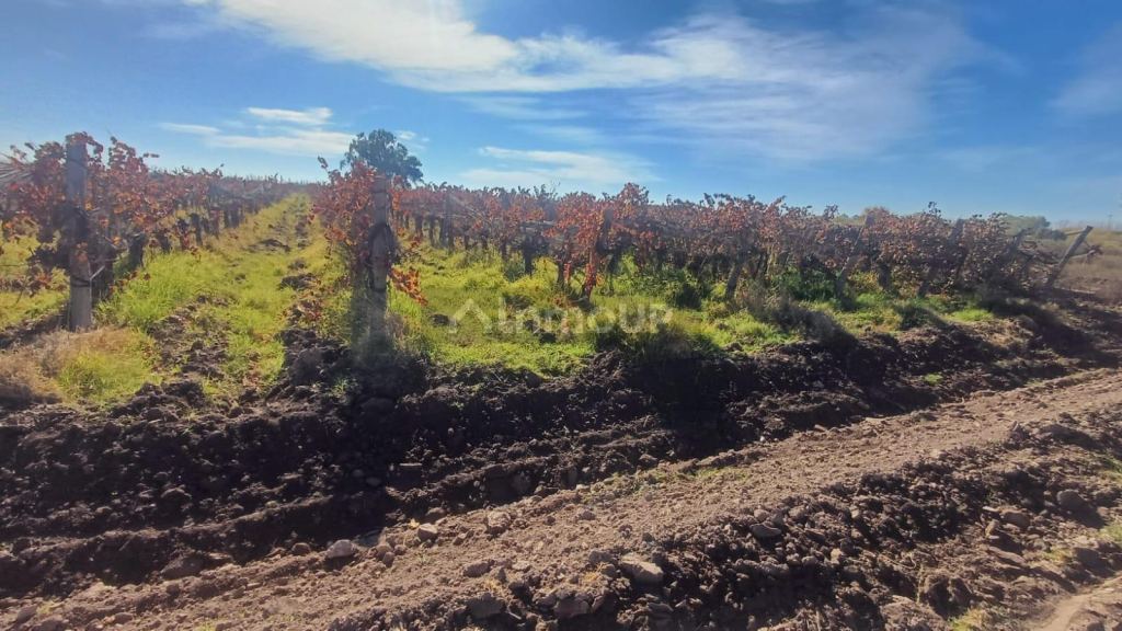 Finca en Venta en Guaymallen, Mendoza