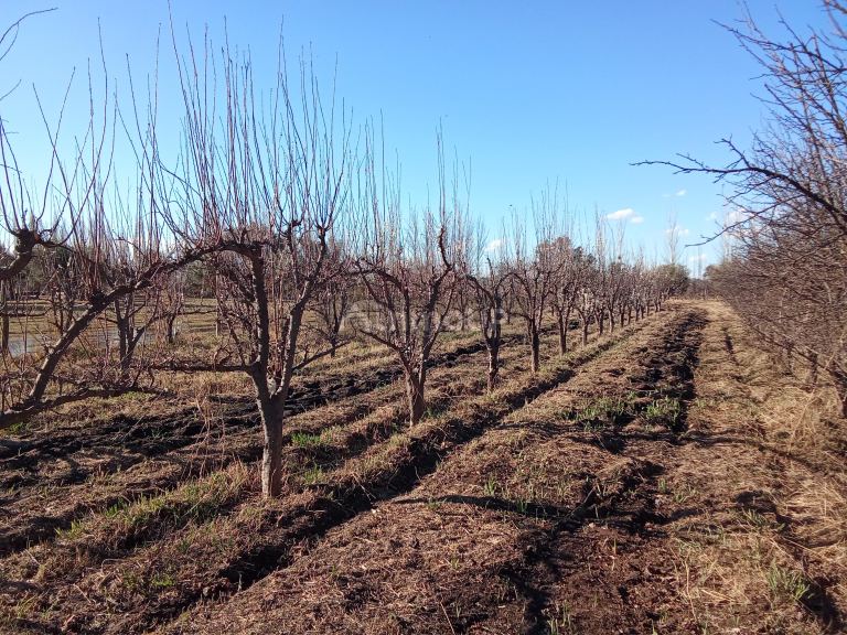 Lote en Venta en Junin, Mendoza
