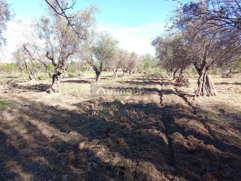 Lote en Venta en Junin, Mendoza