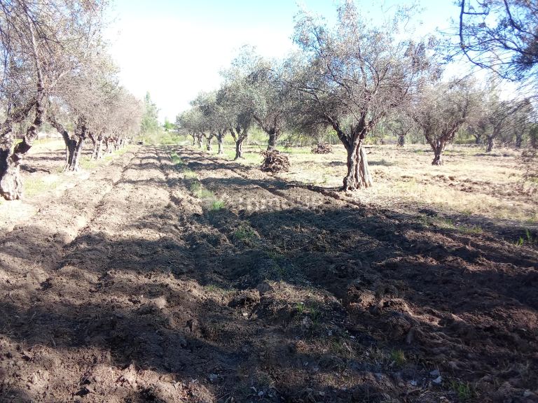 Lote en Venta en Junin, Mendoza
