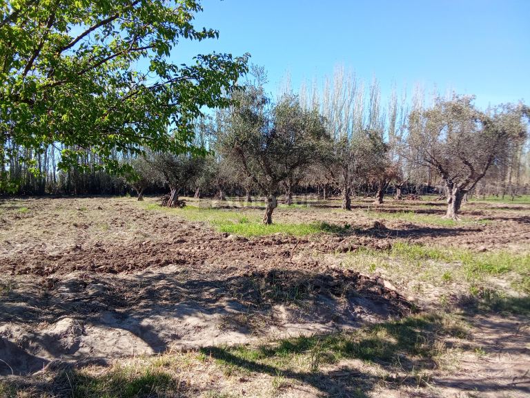 Lote en Venta en Junin, Mendoza