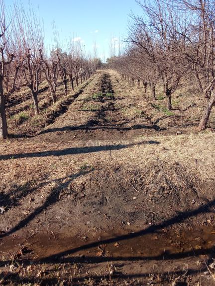 Lote en Venta en Junin, Mendoza