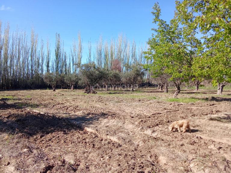 Lote en Venta en Junin, Mendoza