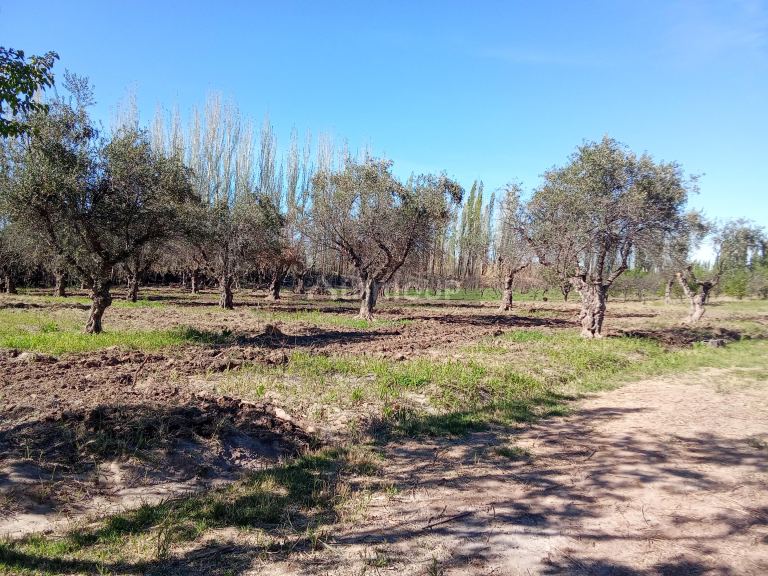 Lote en Venta en Junin, Mendoza