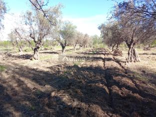 Junin TOBARES S/N