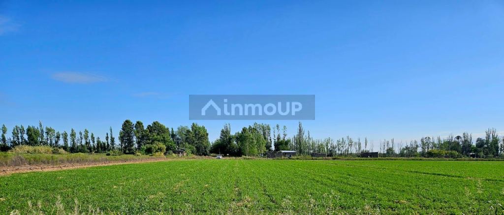 Finca en Venta en Lavalle, Mendoza