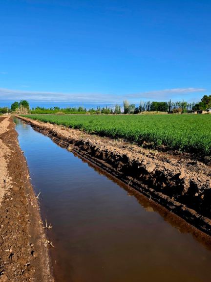 Finca en Venta en Lavalle, Mendoza
