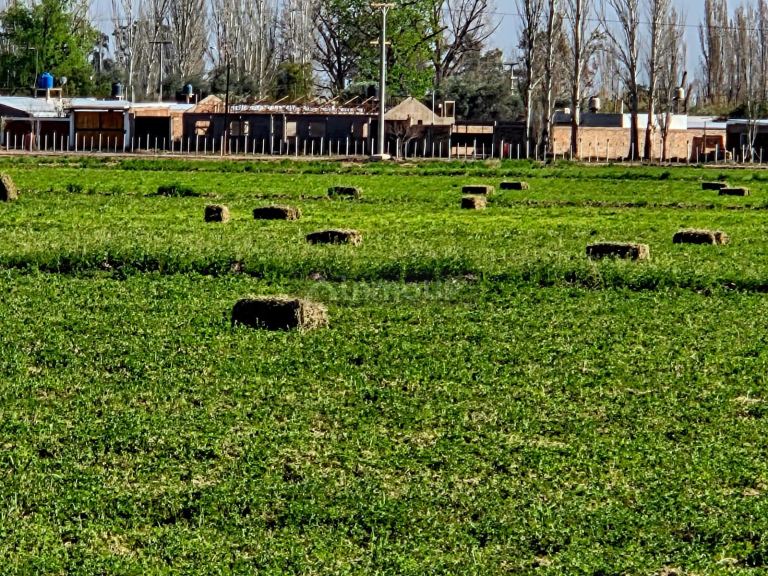 Finca en Venta en Lavalle, Mendoza