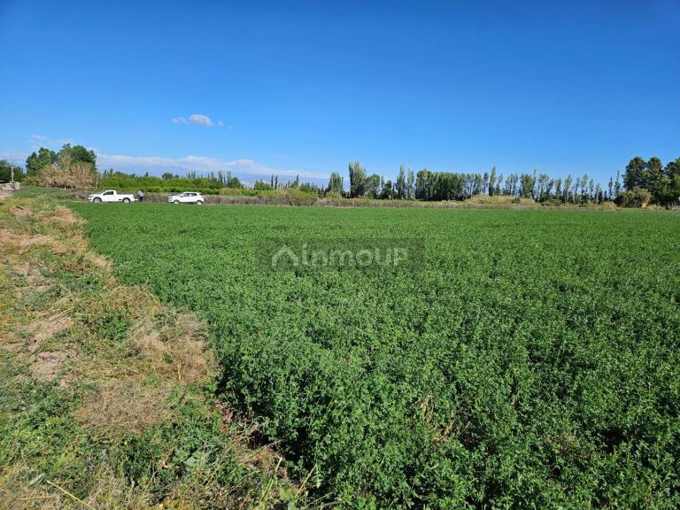 Finca en Venta en Lavalle, Mendoza