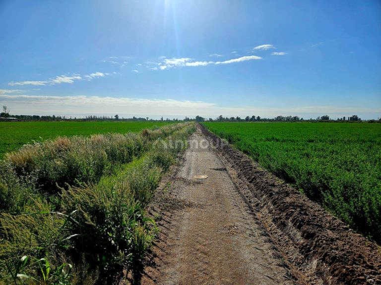 Finca en Venta en Lavalle, Mendoza