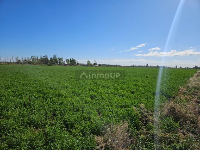Finca en Venta en Lavalle, Mendoza