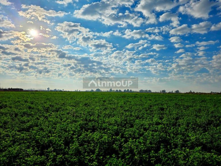 Finca en Venta en Lavalle, Mendoza