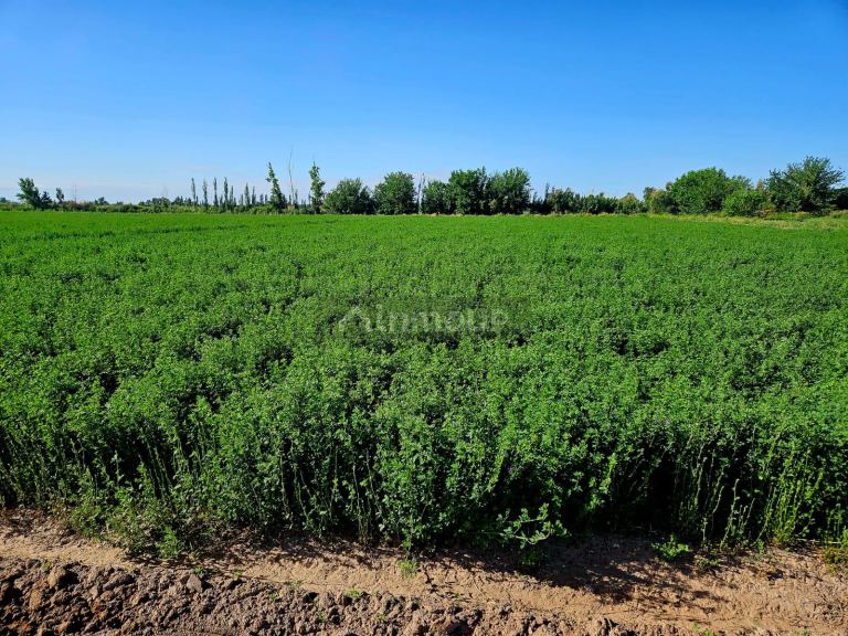 Finca en Venta en Lavalle, Mendoza