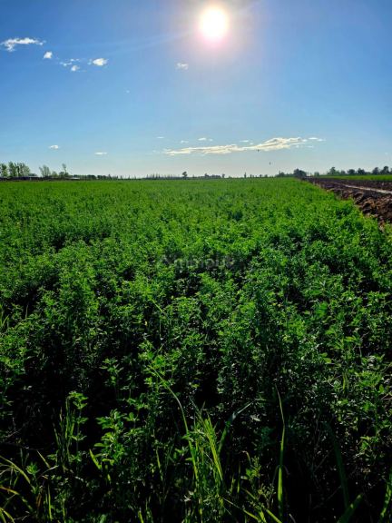 Finca en Venta en Lavalle, Mendoza
