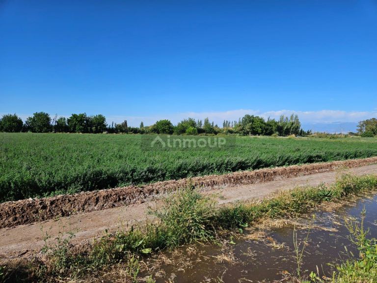 Finca en Venta en Lavalle, Mendoza