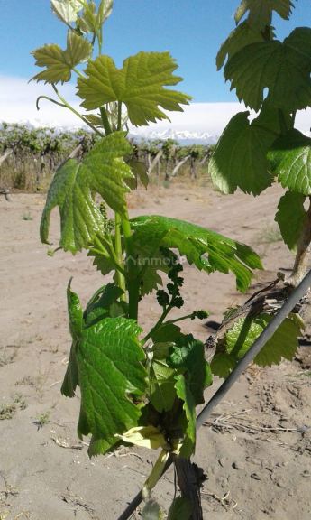 Finca en Venta en Tupungato, Mendoza