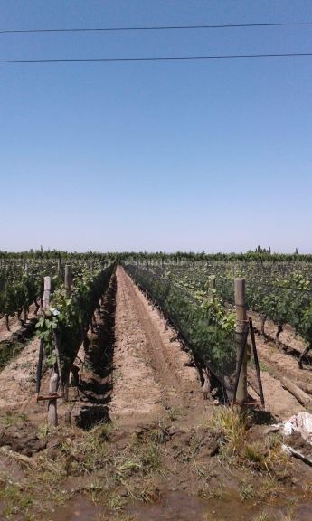 Finca en Venta en Tupungato, Mendoza