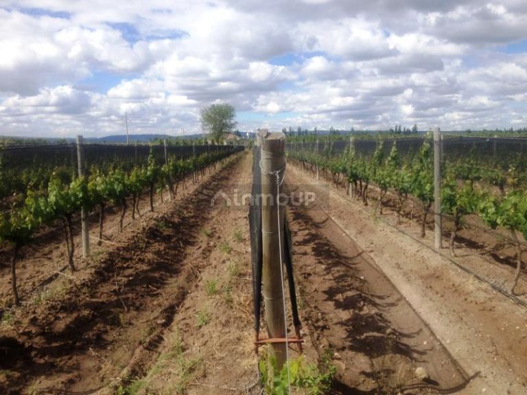 Finca en Venta en Tupungato, Mendoza