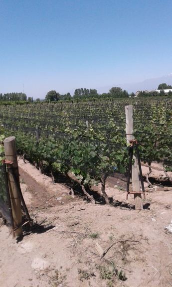 Finca en Venta en Tupungato, Mendoza