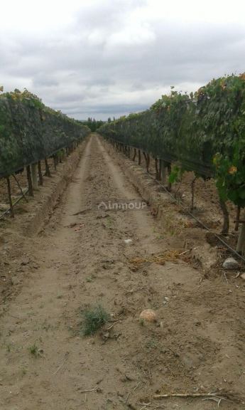 Finca en Venta en Tupungato, Mendoza