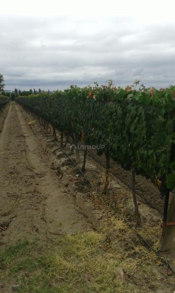Finca en Venta en Tupungato, Mendoza