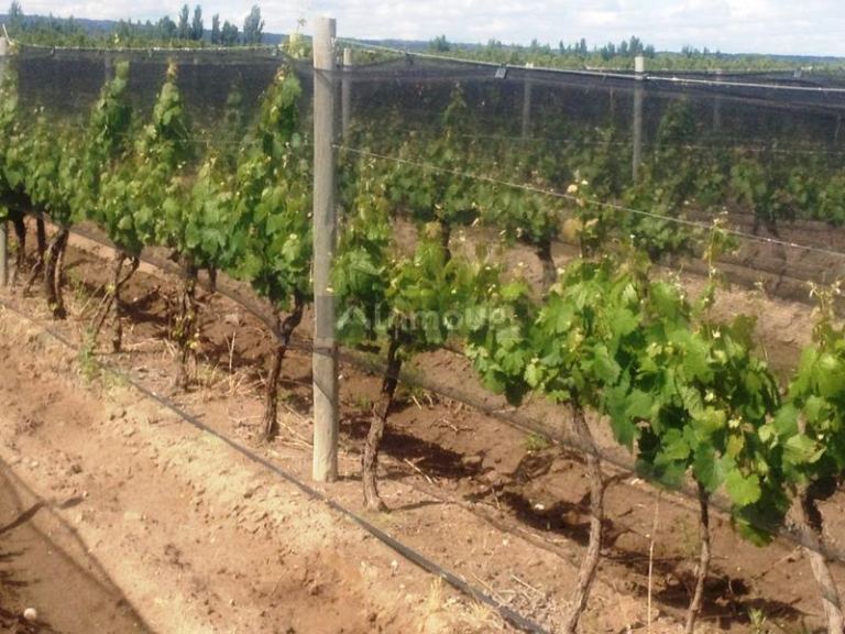 Finca en Venta en Tupungato, Mendoza
