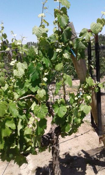 Finca en Venta en Tupungato, Mendoza