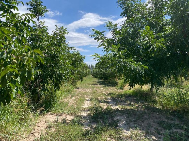 Finca en Venta en Tupungato, Mendoza