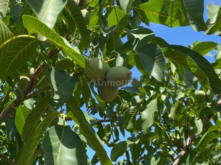Finca en Venta en Tupungato, Mendoza
