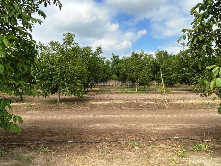 Finca en Venta en Tupungato, Mendoza