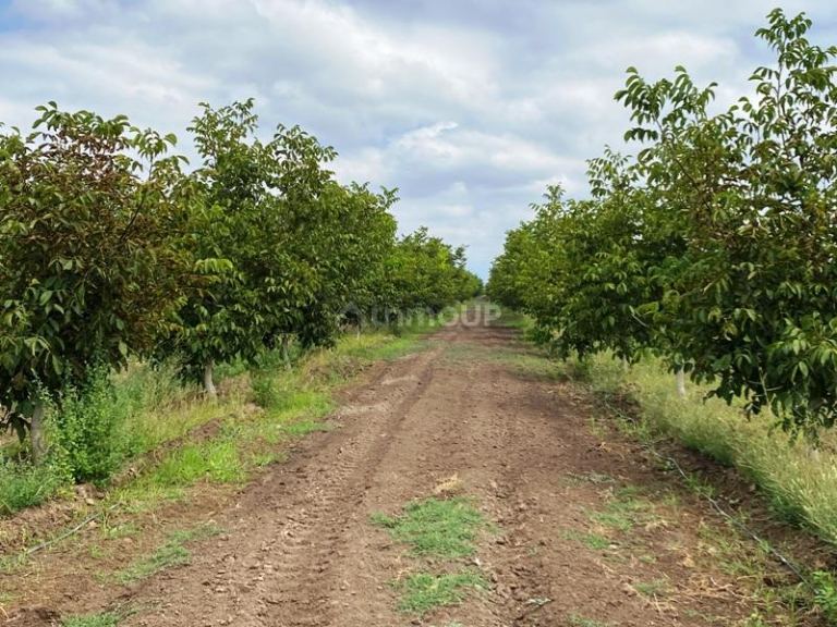 Finca en Venta en Tupungato, Mendoza