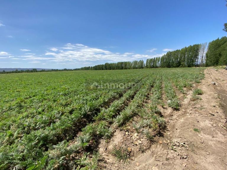 Finca en Venta en Tupungato, Mendoza